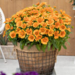 gailardija-spintop-mango-2