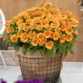 gailardija-spintop-mango-2