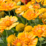 gailardija-spintop-mango-3
