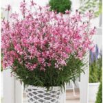 gaura-gaudi-compact-pink-1