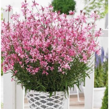 gaura-gaudi-compact-pink-1