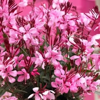 gaura-gaudi-compact-pink-2