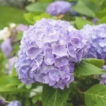 hortenzija-macrophylla-svetlo-ljubicasta-1