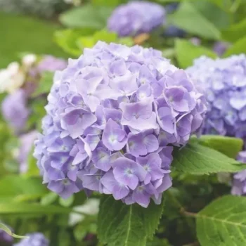 hortenzija-macrophylla-svetlo-ljubicasta-1
