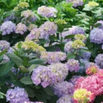 hortenzija-macrophylla-svetlo-ljubicasta-2