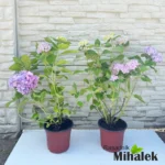 hortenzija-macrophylla-svetlo-ljubicasta-sadnice