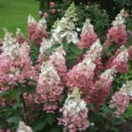 hortenzija-paniculata-candlelight-1