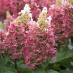 hortenzija-paniculata-candlelight-2