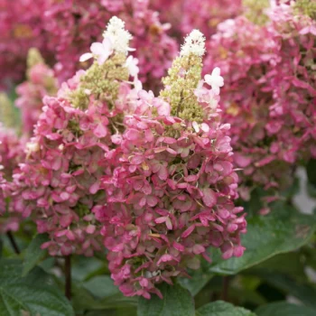 hortenzija-paniculata-candlelight-2