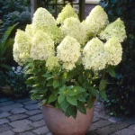 hortenzija-paniculata-limelight-1