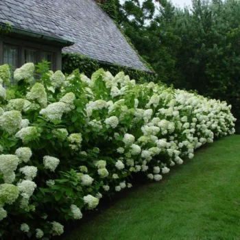 hortenzija-paniculata-limelight-2