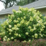 hortenzija-paniculata-limelight-3