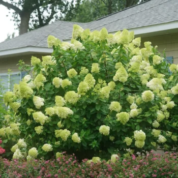 hortenzija-paniculata-limelight-3