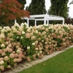 hortenzija-paniculata-limelight-4