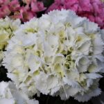 hydrangea-macrophylla-schneeball-1