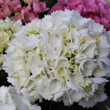 hydrangea-macrophylla-schneeball-1