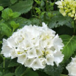 hydrangea-macrophylla-schneeball-2