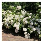 hydrangea-macrophylla-schneeball-3