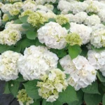 hydrangea-macrophylla-schneeball-4
