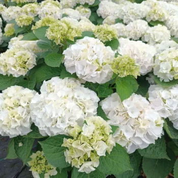 hydrangea-macrophylla-schneeball-4