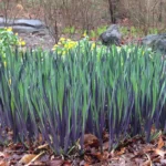 iris-purple-flame-1
