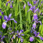 iris-purple-flame-2