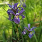 iris-purple-flame-3