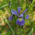 iris-purple-flame-4