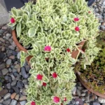 jadranska-lepotica-aptenia-cordifolia-1