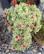 jadranska-lepotica-aptenia-cordifolia-1