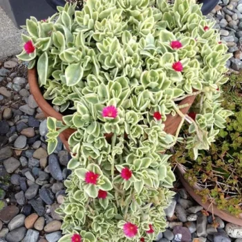 jadranska-lepotica-aptenia-cordifolia-1