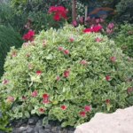 jadranska-lepotica-aptenia-cordifolia-3