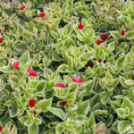 jadranska-lepotica-aptenia-cordifolia-4