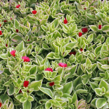 jadranska-lepotica-aptenia-cordifolia-4