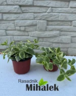 jadranska-lepotica-sadnice