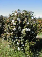 kamelija-bela-camellia-1
