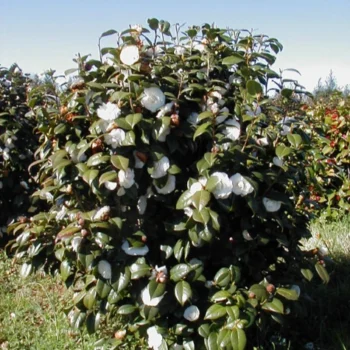 kamelija-bela-camellia-1