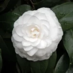 kamelija-bela-camellia-2