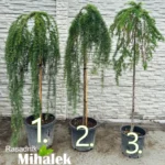 larix-kaempferi-stiff-weeper-sadnice
