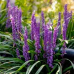 liriope-royal-purple-1