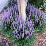 liriope-royal-purple-2