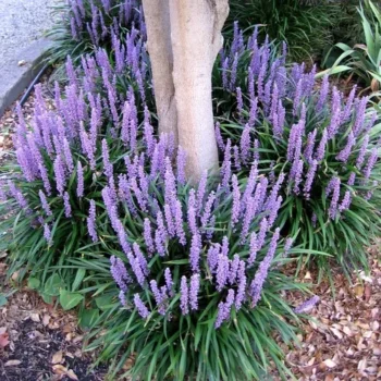 liriope-royal-purple-2