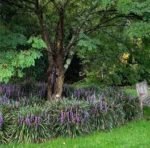 liriope-royal-purple-3