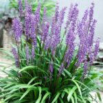 liriope-royal-purple-4