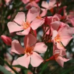 oleander-flamingo-pink-1