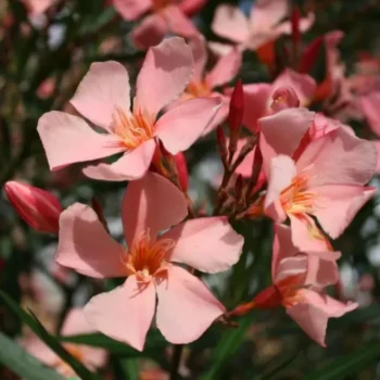 oleander-flamingo-pink-1