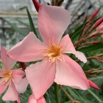 oleander-flamingo-pink-2