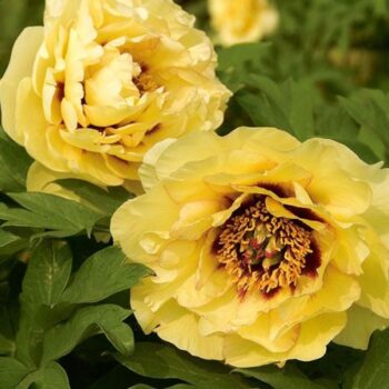 paeonia-hai-huang-1
