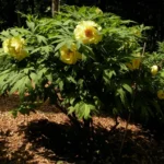Paeonia suffruticosa Hai Huang