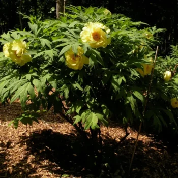 Paeonia suffruticosa Hai Huang